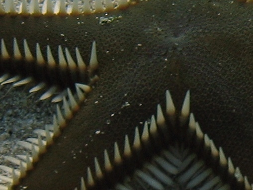 Astropecten bispinosus (Otto, 1823)